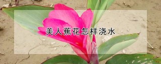 美人蕉花怎样浇水,第1图