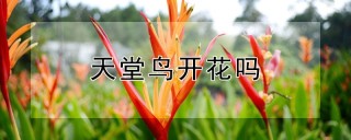 天堂鸟开花吗,第1图