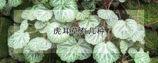 虎耳草有几种,第1图