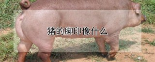 猪的脚印像什么,第1图