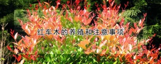 红车木的养殖和注意事项,第1图