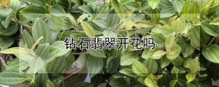 钻石翡翠开花吗,第1图