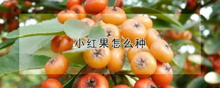 小红果怎么种,第1图