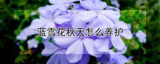 蓝雪花秋天怎么养护,第1图