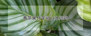 青苹果竹芋可以水培吗,第1图