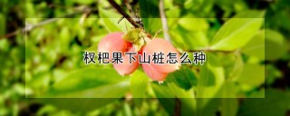 杈杷果下山桩怎么种,第1图