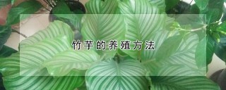 竹芋的养殖方法,第1图