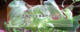 四季梅叶子发黄掉叶子怎么办,第1图