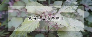 紫苏掐头还是掐叶,第1图