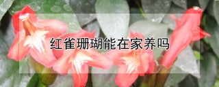 红雀珊瑚能在家养吗,第1图