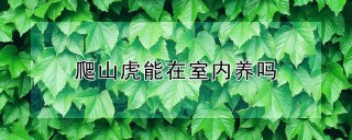 爬山虎能在室内养吗,第1图