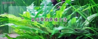 皇冠草的养殖方法,第1图