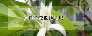 白兰花能插活吗,第1图