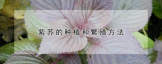 紫苏的种植和繁殖方法,第1图