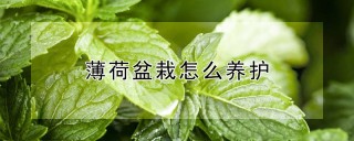 薄荷盆栽怎么养护,第1图