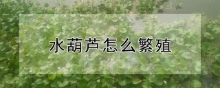 水葫芦怎么繁殖,第1图