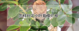 怎样判定小叶紫檀烂根,第1图