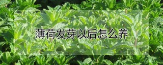 薄荷发芽以后怎么养,第1图