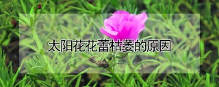 太阳花花蕾枯萎的原因,第1图