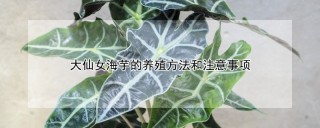 大仙女海芋的养殖方法和注意事项,第1图