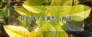 花的叶子变黄怎么救活,第1图