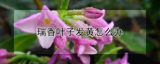 瑞香叶子发黄怎么办,第1图