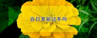 百日草能过冬吗,第1图