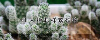 仙人指怎样繁殖快,第1图