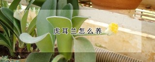 虎耳兰怎么养,第1图