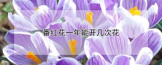 番红花一年能开几次花,第1图