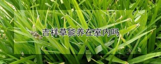 吉祥草能养在室内吗,第1图