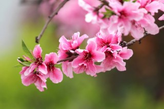 春天开什么花，迎春花/桃花/郁金香/油菜花等,第2图