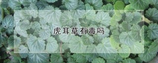 虎耳草有毒吗,第1图