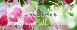 花卉倒挂金钟怎么养,第1图