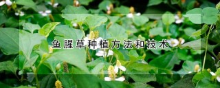 鱼腥草种植方法和技术,第1图