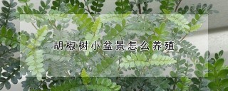 胡椒树小盆景怎么养殖,第1图