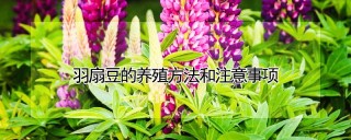 羽扇豆的养殖方法和注意事项,第1图