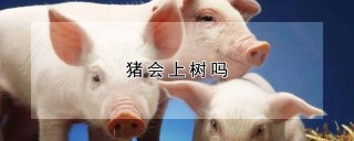 猪会上树吗,第1图