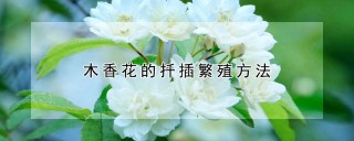 木香花的扦插繁殖方法,第1图