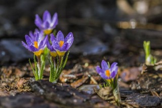 番红花开花后怎么办，挖去种球并保存,第4图