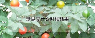 珊瑚豆什么时候结果,第1图