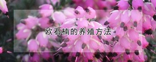 欧石楠的养殖方法,第1图