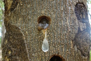 雪燕树种植条件,第3图