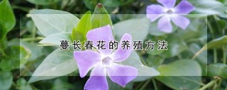 蔓长春花的养殖方法,第1图