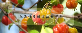 红果仔养殖方法有哪些,第1图