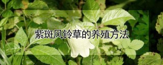 紫斑风铃草的养殖方法,第1图