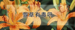 萱草有毒吗,第1图