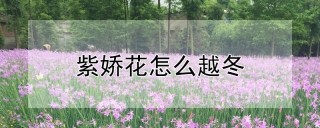 紫娇花怎么越冬,第1图