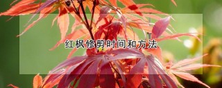 红枫修剪时间和方法,第1图