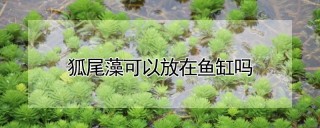 狐尾藻可以放在鱼缸吗,第1图